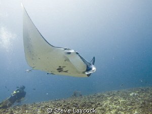 Manta and diver by Steve Laycock 